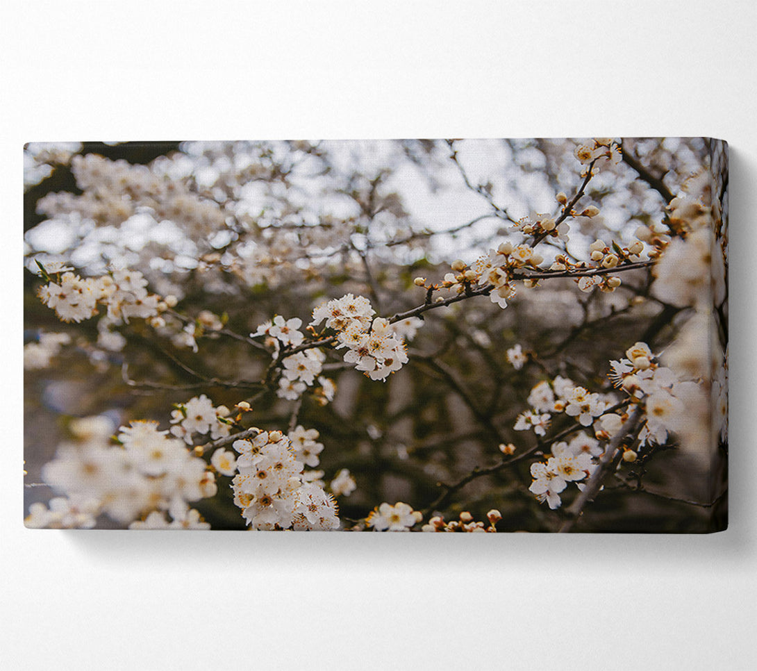  A Canvas Print of White Blossoms In Bloom Canvas Wall Art