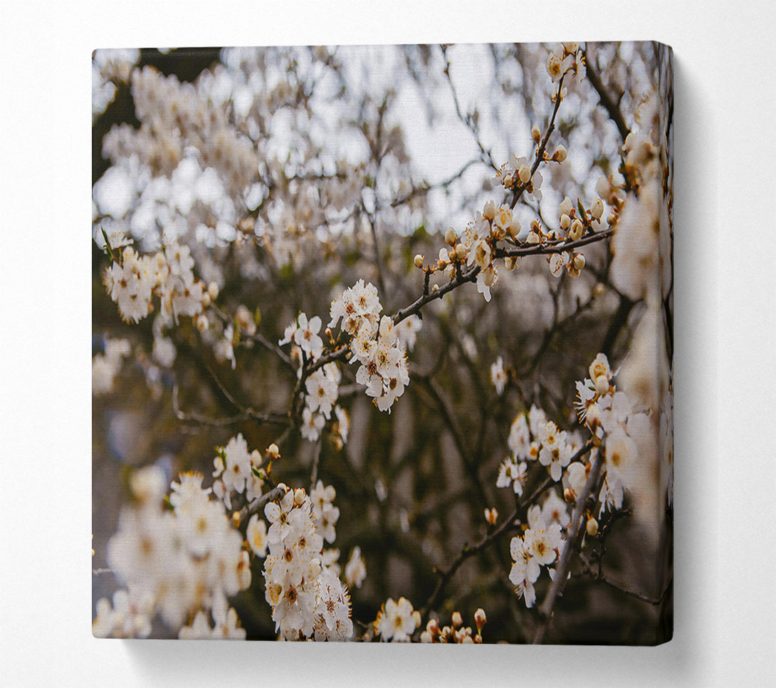  A Canvas Print of White Blossoms In Bloom Canvas Wall Art