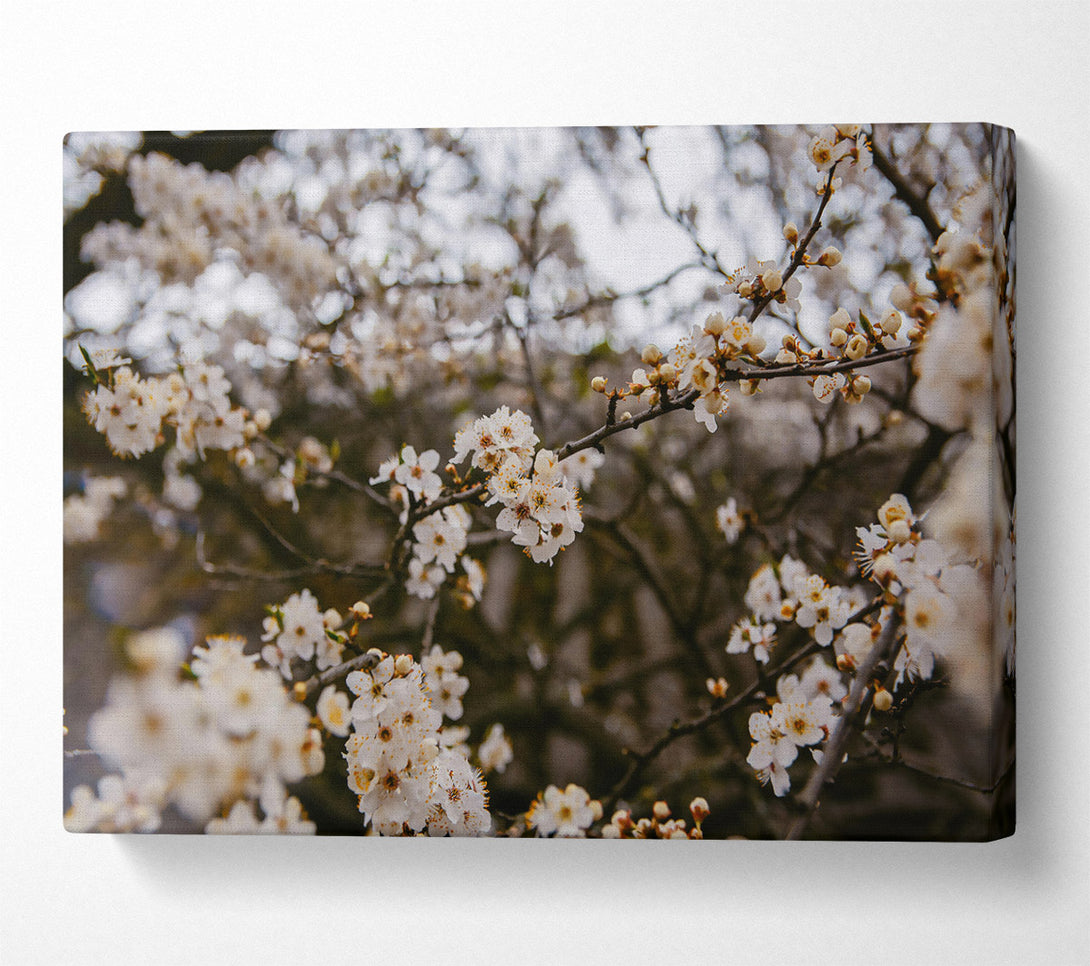  A Canvas Print of White Blossoms In Bloom Canvas Wall Art