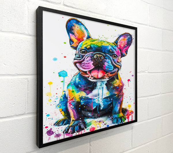 Blue Frenchie Splash
