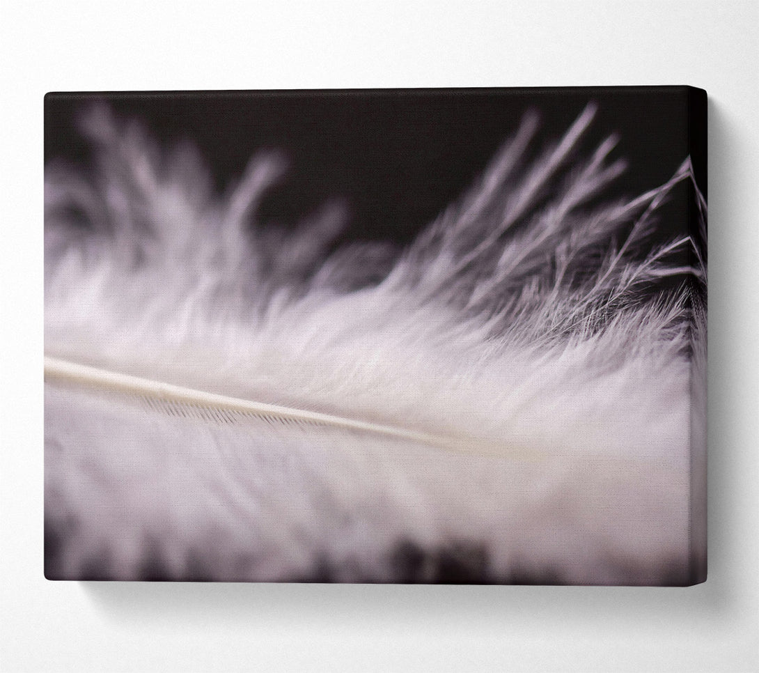  A Canvas Print of White Feather Lightness Canvas Wall Art
