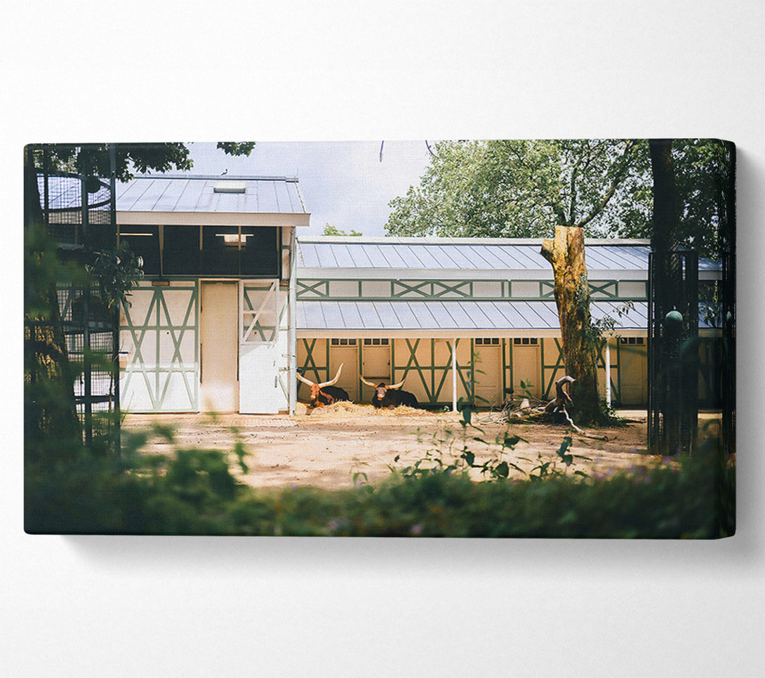  A Canvas Print of White And Brown Resting Canvas Art