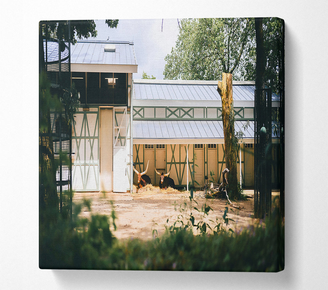  A Canvas Print of White And Brown Resting Canvas Art