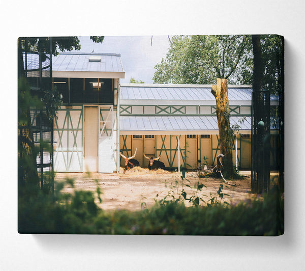  A Canvas Print of White And Brown Resting Canvas Art