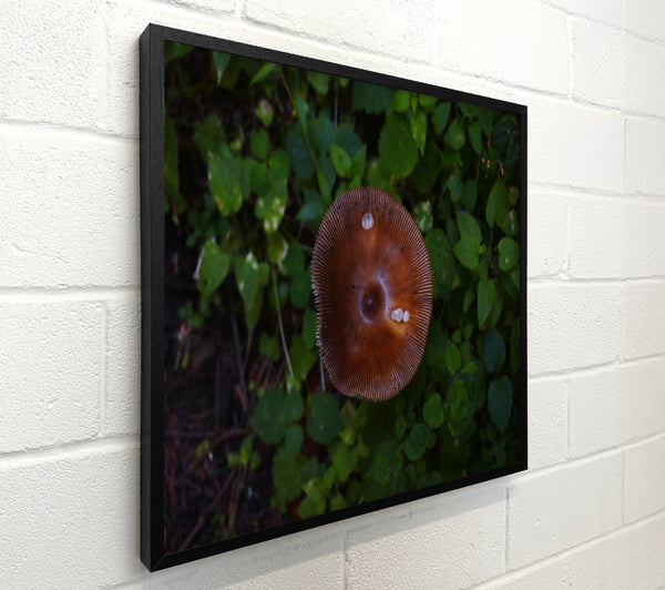 The Brown Mushroom'S Smile