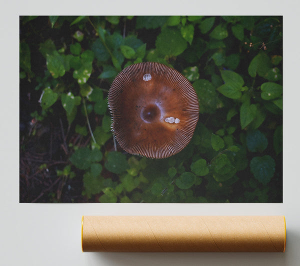 The Brown Mushroom'S Smile Print