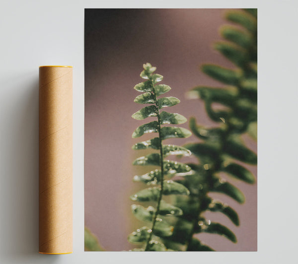 Green Fern Dew Drops Poster