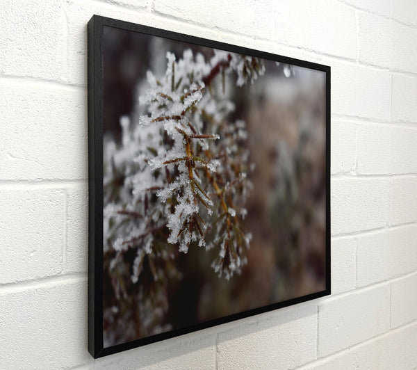 White Winter Sprig