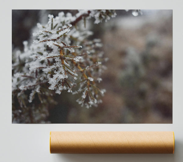 White Winter Sprig Giclee Print