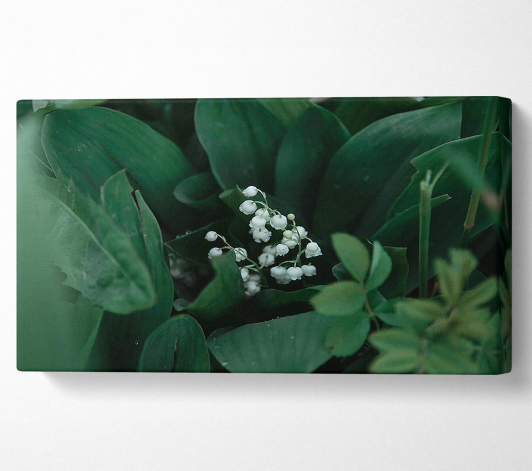  A Canvas Print of Emerald Lily Bloom Canvas Print
