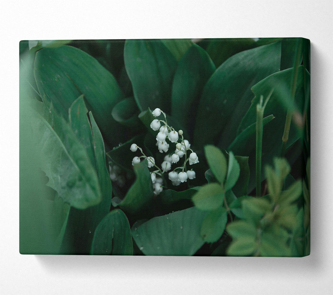  A Canvas Print of Emerald Lily Bloom Canvas Print