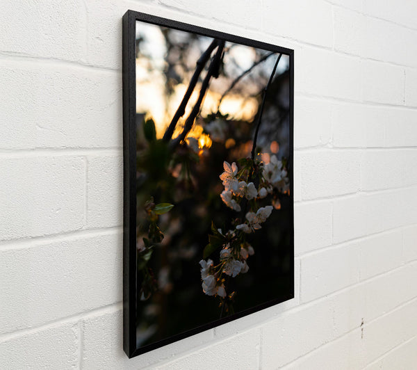 Golden Blossom Sunset