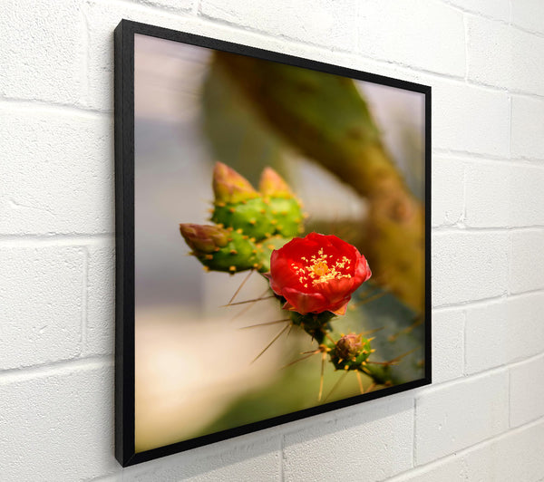 Red Prickly Bloom