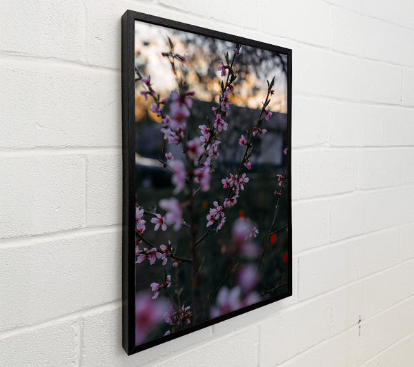 Pink Spring Blossoms