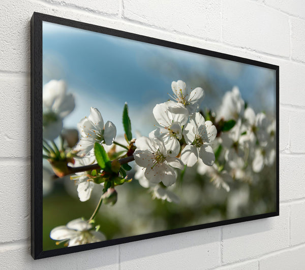 White Blossoms In Springtime
