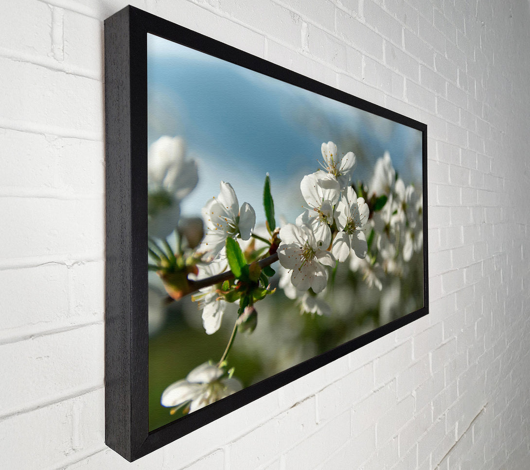  A Canvas Print of White Blossoms In Springtime Canvas Wall Art