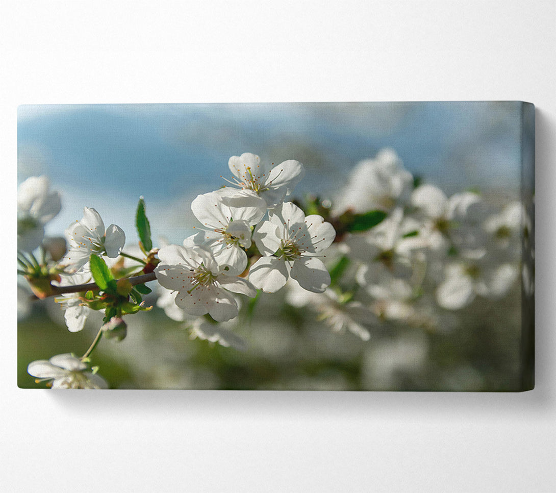  A Canvas Print of White Blossoms In Springtime Canvas Wall Art