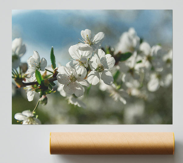 White Blossoms In Springtime Print