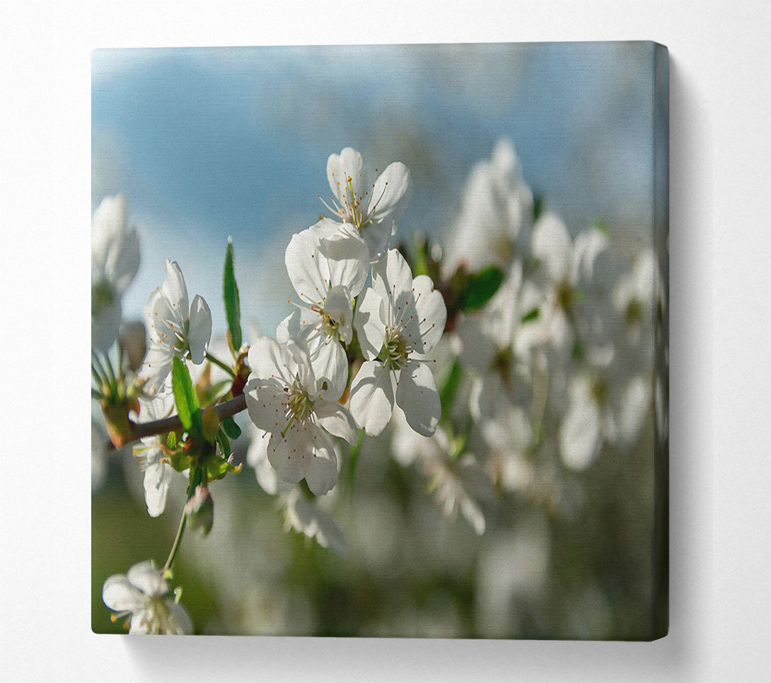  A Canvas Print of White Blossoms In Springtime Canvas Wall Art