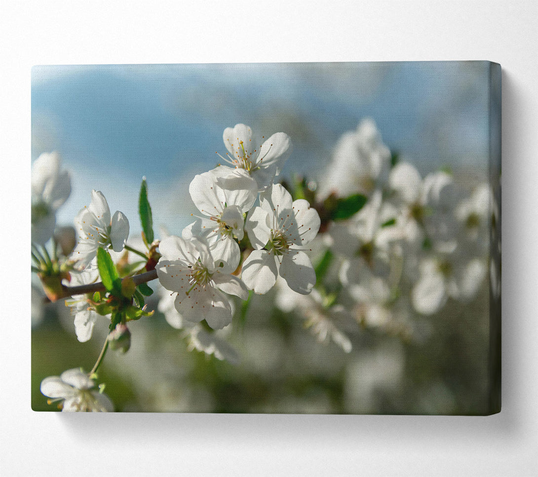  A Canvas Print of White Blossoms In Springtime Canvas Wall Art