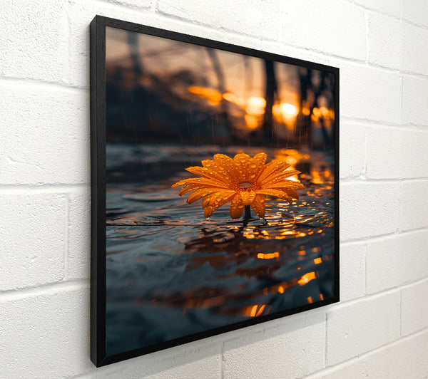 Orange Bloom In Rain