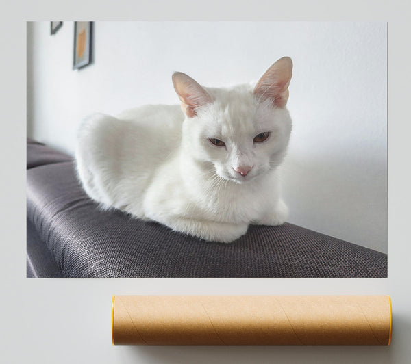 White Cat'S Gaze Poster