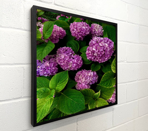 Lavender Hydrangea Blooms