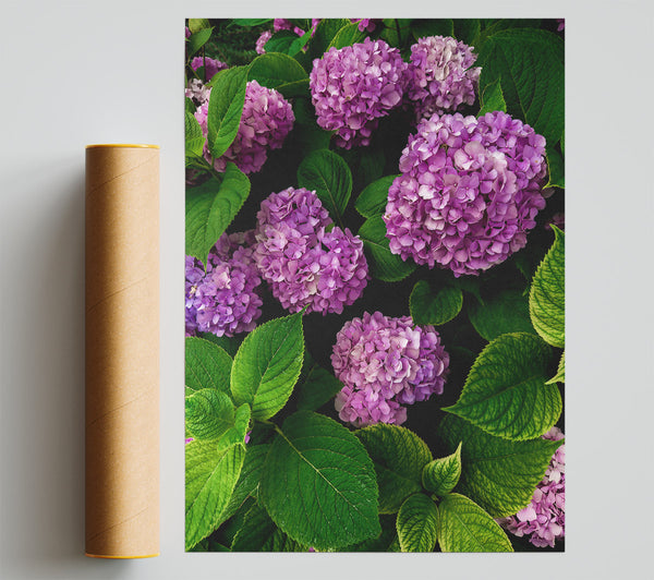 Lavender Hydrangea Blooms Poster