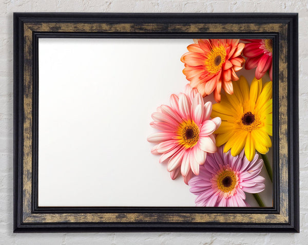 Gerbera Gathering Framed Print