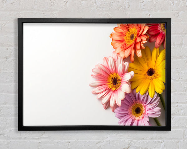 Gerbera Gathering Framed Print
