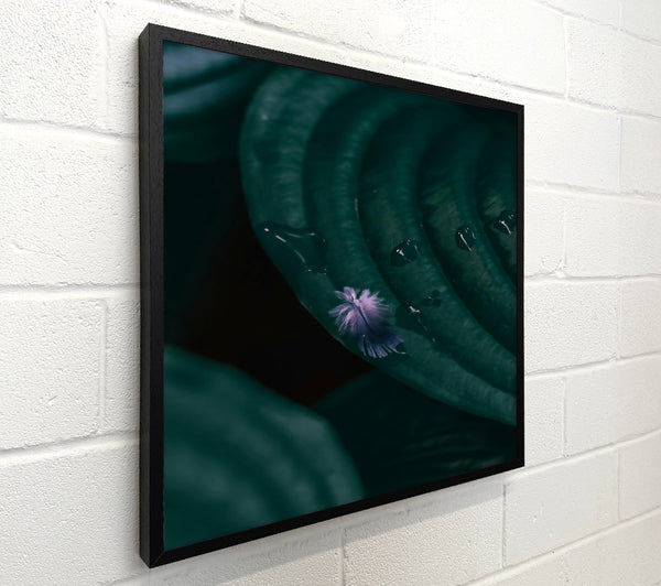 Emerald Feather Dream