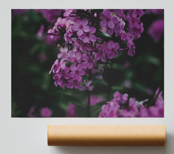 Purple Flower Bloom Poster