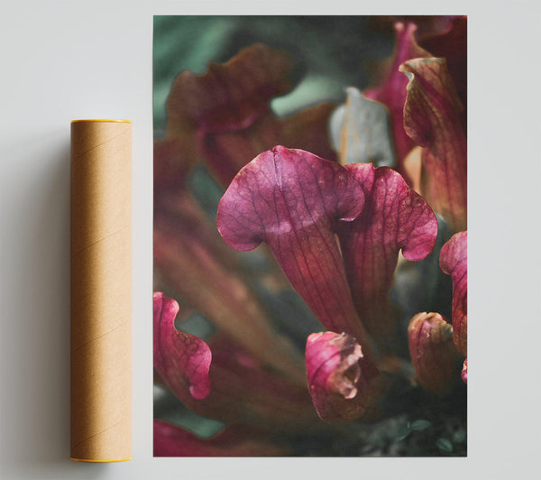 Crimson Pitcher Plant Bloom Print
