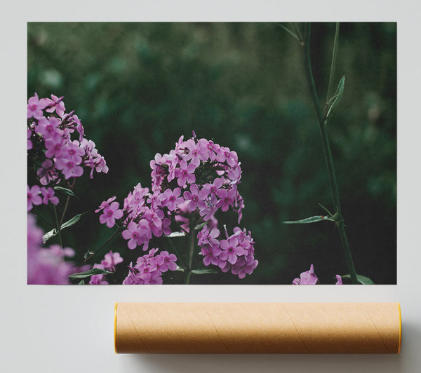 Pink Blooms In Bloom Giclee Print