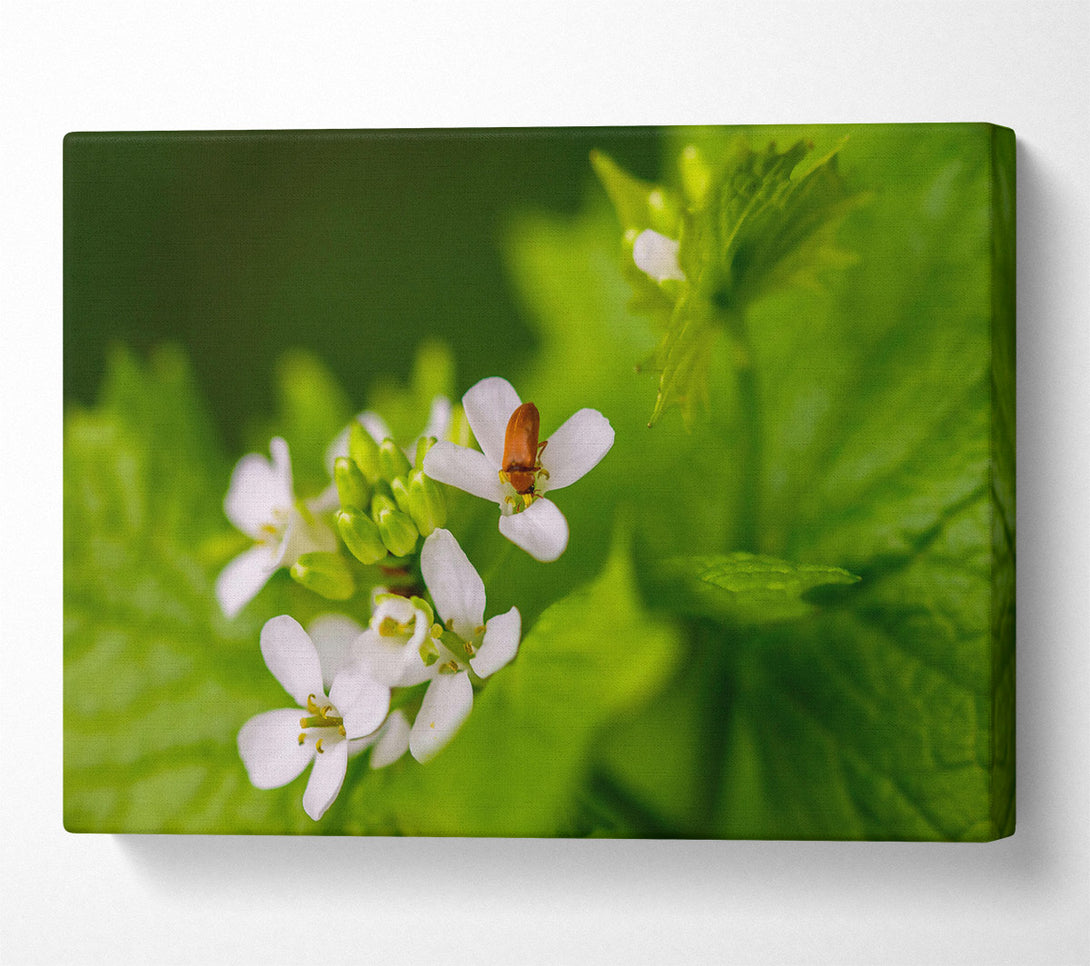  A Canvas Print of Green And White Blooms Canvas Art