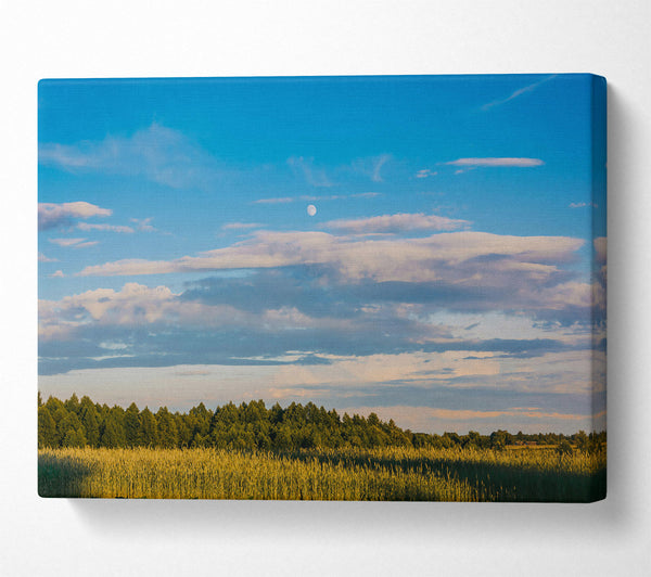  A Canvas Print of Blue Skies And Golden Fields Canvas Print