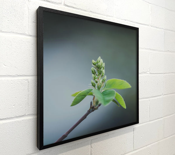 Green Buds Awaken