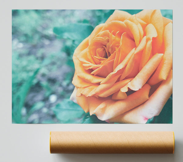 Peach Rose Bloom Poster