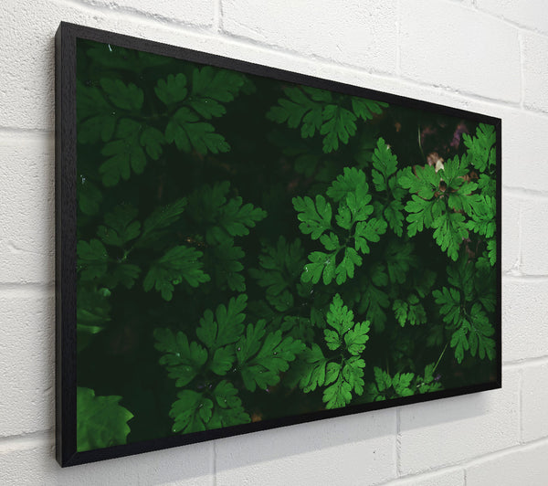 Emerald Undergrowth