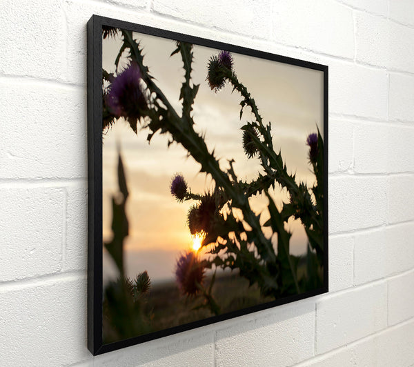 Purple Sunset Thorns