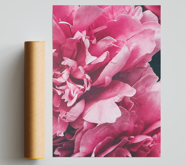 Rose Petal Blush Giclee Print