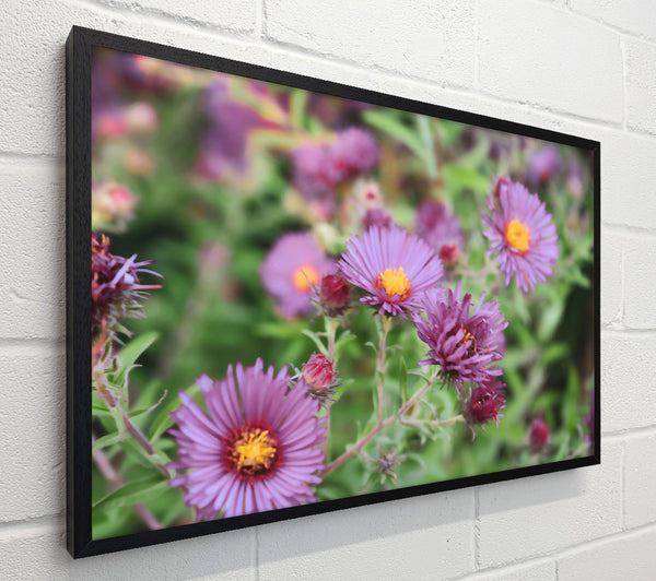Purple Garden Bloom