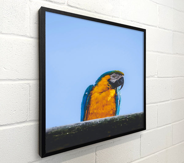 Golden Parrot'S Gaze