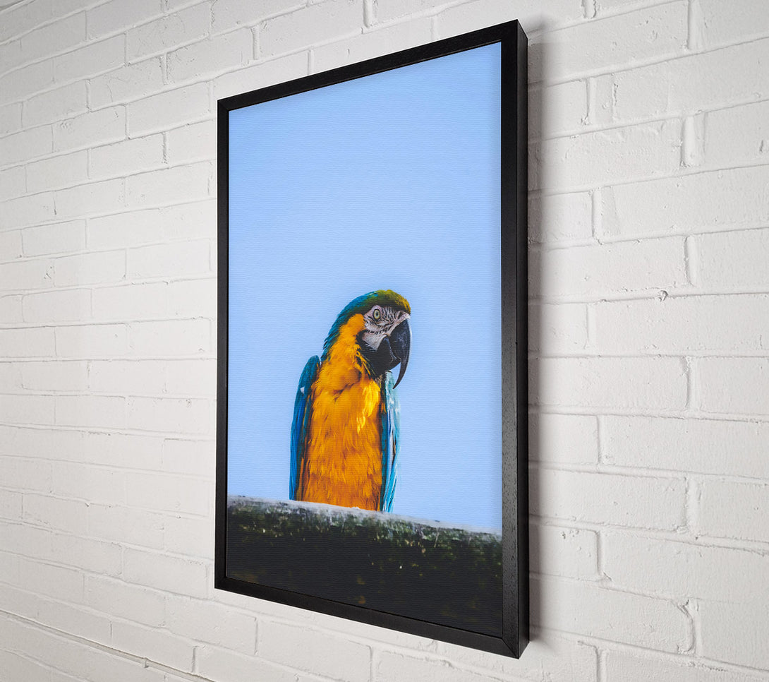  A Canvas Print of Golden Parrot'S Gaze Canvas Art