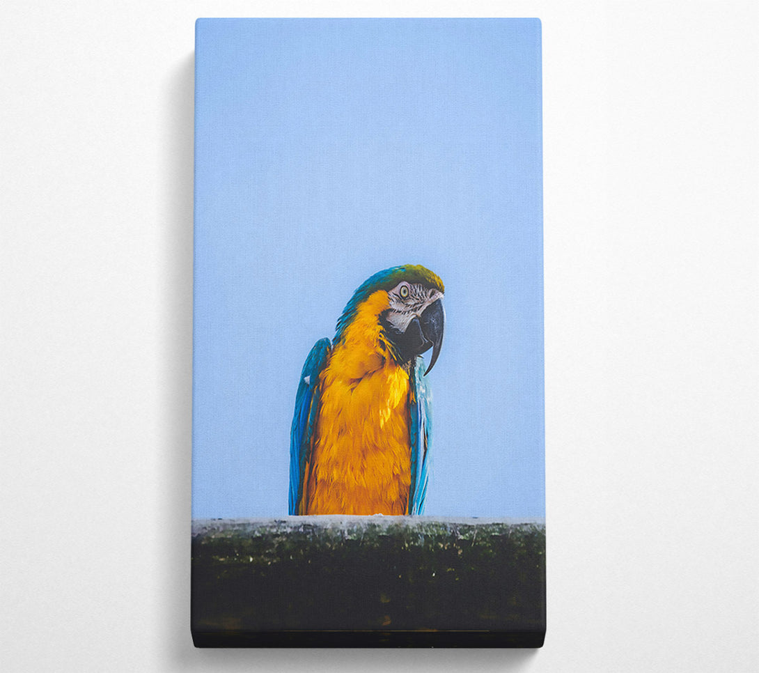  A Canvas Print of Golden Parrot'S Gaze Canvas Art