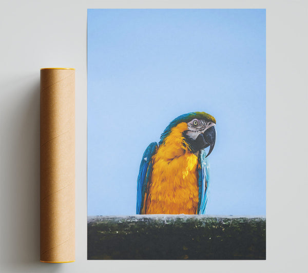 Golden Parrot'S Gaze Print