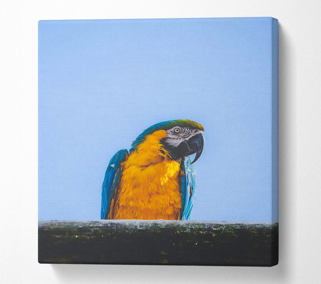  A Canvas Print of Golden Parrot'S Gaze Canvas Art