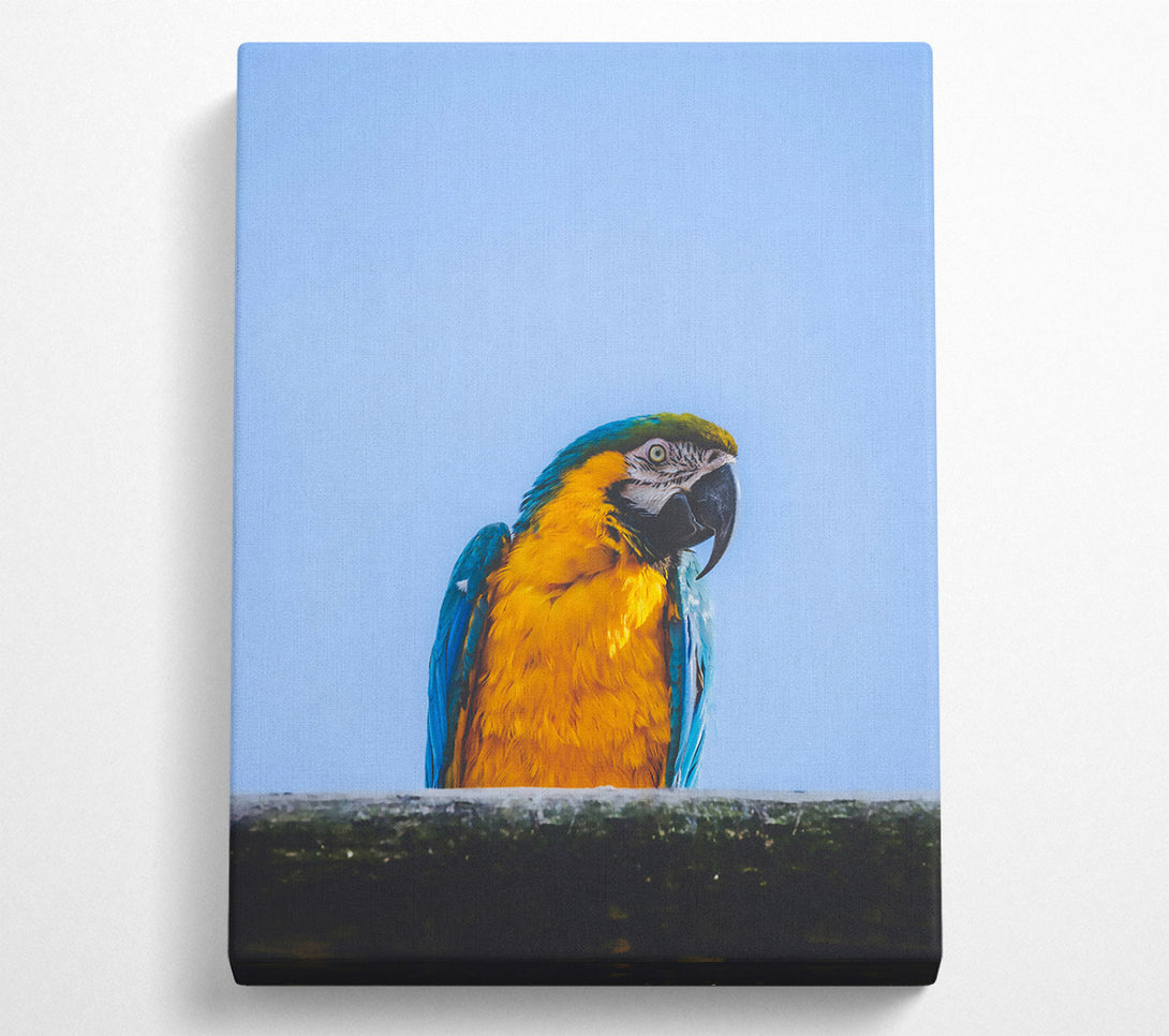  A Canvas Print of Golden Parrot'S Gaze Canvas Art