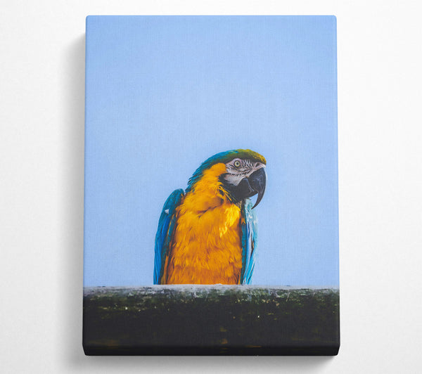  A Canvas Print of Golden Parrot'S Gaze Canvas Art