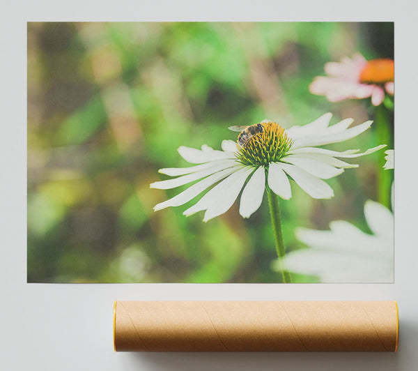 White Flower And Busy Bee. Giclee Print